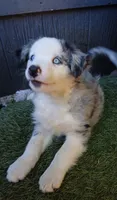 Harley, a male Miniature Australian Shepherd for sale in Penn Valley, CA – 5 of 10
