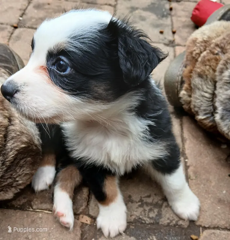 Lucky – Miniature Australian Shepherd puppy for sale in Penn Valley, CA
