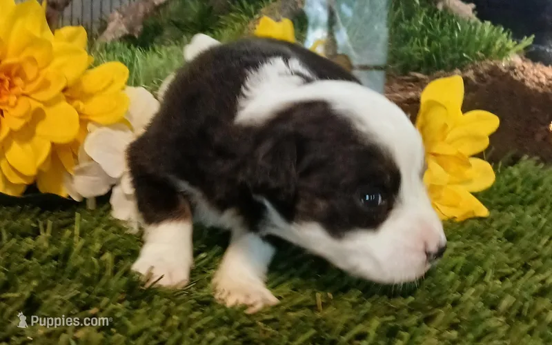 Lucky – Miniature Australian Shepherd puppy for sale in Penn Valley, CA
