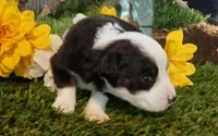 Lucky, a female Miniature Australian Shepherd for sale in Penn Valley, CA – Photo 1 of 5