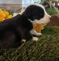 Lucky, a female Miniature Australian Shepherd for sale in Penn Valley, CA – Photo 5 of 5