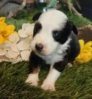 Lucky, a female Miniature Australian Shepherd for sale in Penn Valley, CA – Photo 2 of 5