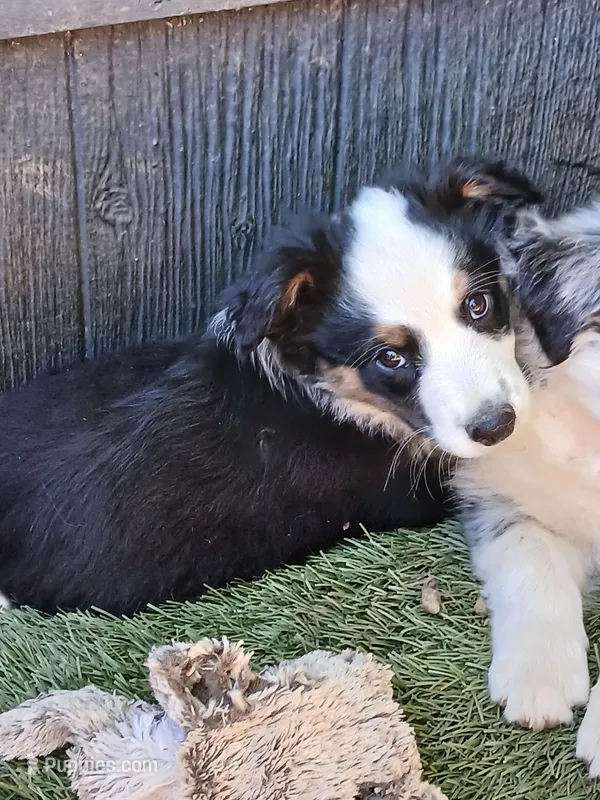 Bambi  – Miniature Australian Shepherd puppy for sale in Penn Valley, CA