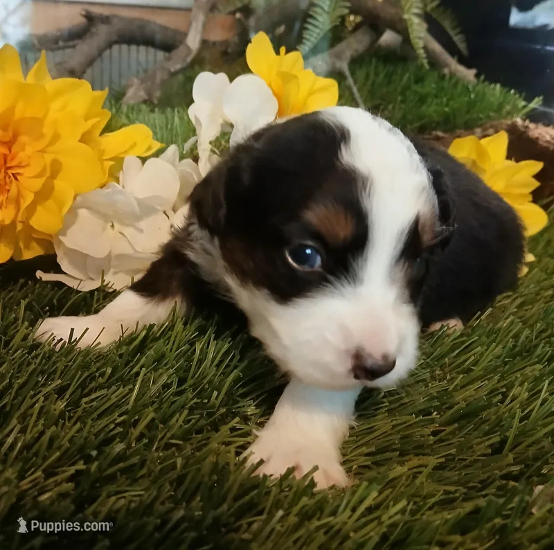 Phantom  – Miniature Australian Shepherd puppy for sale in Penn Valley, CA