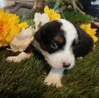 Phantom , a male Miniature Australian Shepherd for sale in Penn Valley, CA – Photo 1 of 3