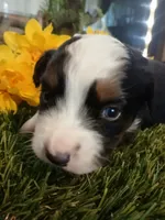 Phantom , a male Miniature Australian Shepherd for sale in Penn Valley, CA – Photo 2 of 3