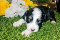 Phantom , a male Miniature Australian Shepherd for sale in Penn Valley, CA – Photo 3 of 3