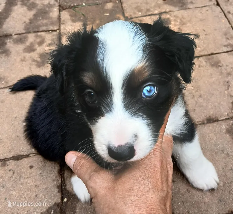 Phantom  – Miniature Australian Shepherd puppy for sale in Penn Valley, CA