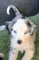 Harley, a male Miniature Australian Shepherd for sale in Penn Valley, CA – 1 of 10