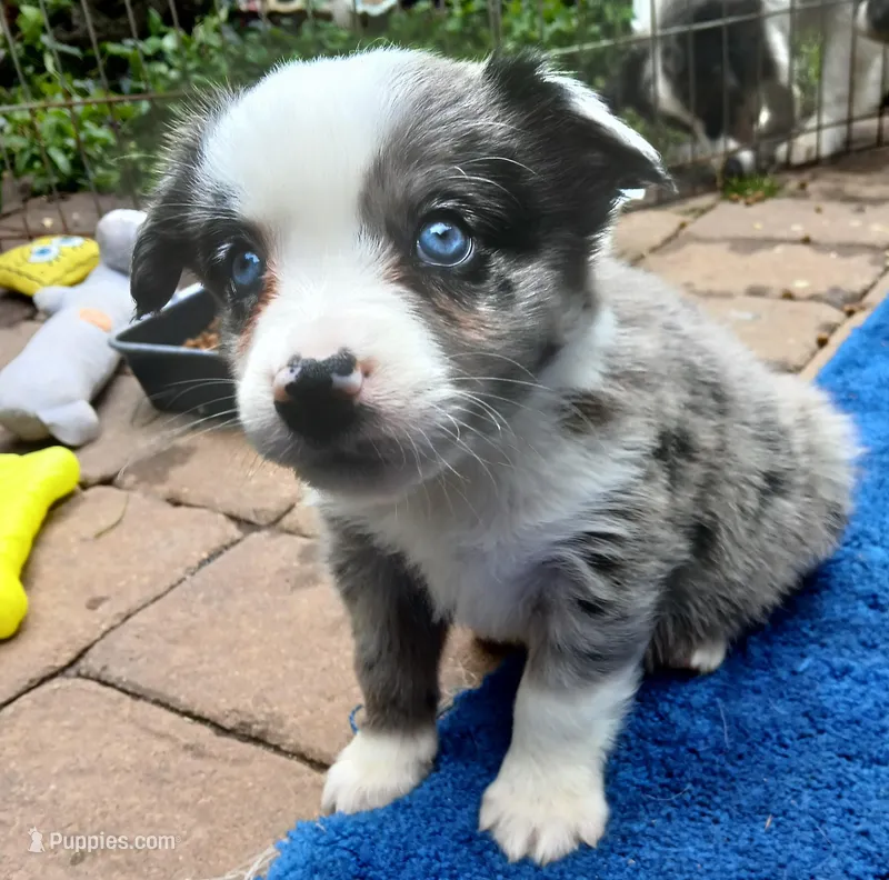 Max – Miniature Australian Shepherd puppy for sale in Penn Valley, CA