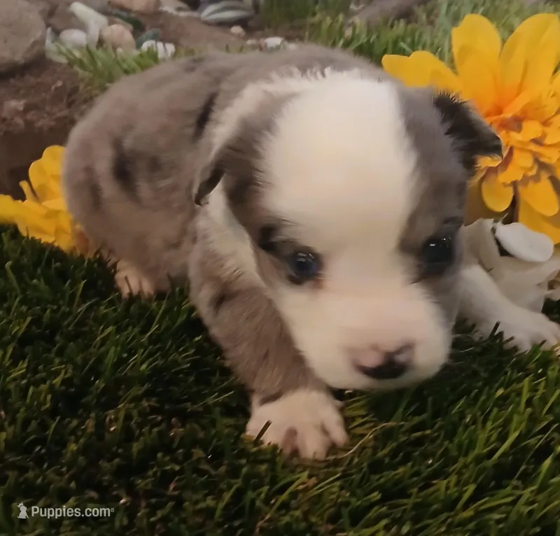 Max – Miniature Australian Shepherd puppy for sale in Penn Valley, CA