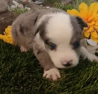 Max, a male Miniature Australian Shepherd for sale in Penn Valley, CA – Photo 1 of 4