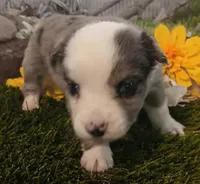 Max, a male Miniature Australian Shepherd for sale in Penn Valley, CA – Photo 2 of 4
