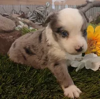Max, a male Miniature Australian Shepherd for sale in Penn Valley, CA – Photo 3 of 4