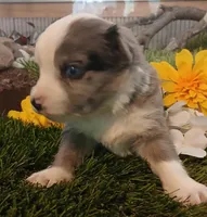 Max, a male Miniature Australian Shepherd for sale in Penn Valley, CA – Photo 4 of 4