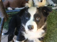 Sunny , a female Miniature Australian Shepherd for sale in Penn Valley, CA – 3 of 9