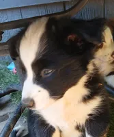 Sunny , a female Miniature Australian Shepherd for sale in Penn Valley, CA – 2 of 9