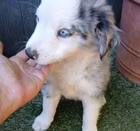 Harley, a male Miniature Australian Shepherd for sale in Penn Valley, CA – 3 of 10