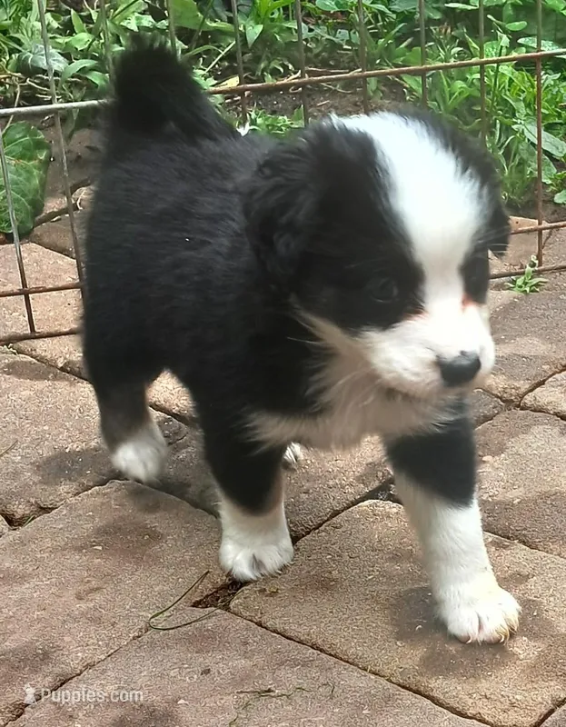 Bambi  – Miniature Australian Shepherd puppy for sale in Penn Valley, CA