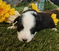 Bambi , a female Miniature Australian Shepherd for sale in Penn Valley, CA – Photo 1 of 3