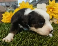 Bambi , a female Miniature Australian Shepherd for sale in Penn Valley, CA – Photo 2 of 3