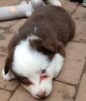 Clover, a female Miniature Australian Shepherd for sale in Penn Valley, CA – 5 of 8