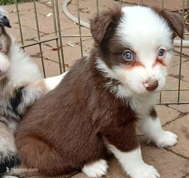 Clover – Miniature Australian Shepherd puppy for sale in Penn Valley, CA