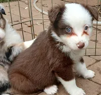 Clover, a female Miniature Australian Shepherd for sale in Penn Valley, CA – 4 of 8
