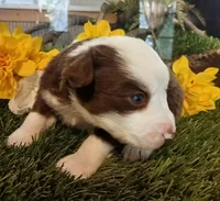Clover, a female Miniature Australian Shepherd for sale in Penn Valley, CA – Photo 4 of 4