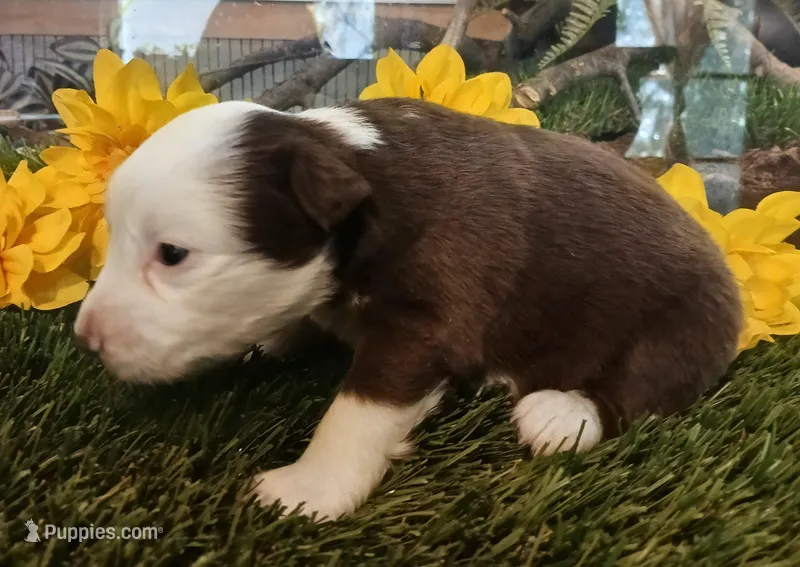Clover – Miniature Australian Shepherd puppy for sale in Penn Valley, CA