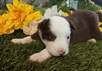 Clover, a female Miniature Australian Shepherd for sale in Penn Valley, CA – Photo 3 of 4
