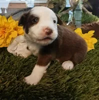 Clover, a female Miniature Australian Shepherd for sale in Penn Valley, CA – Photo 2 of 4
