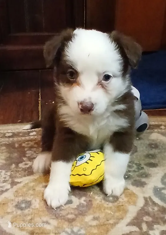 Clover – Miniature Australian Shepherd puppy for sale in Penn Valley, CA