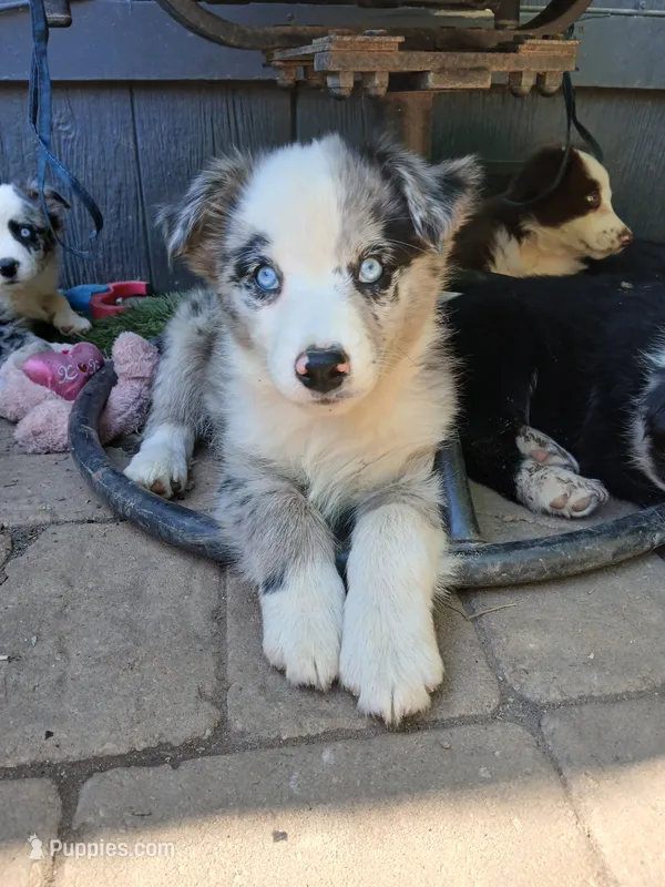 Max – Miniature Australian Shepherd puppy for sale in Penn Valley, CA