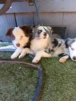 Clover, a female Miniature Australian Shepherd for sale in Penn Valley, CA – 3 of 8