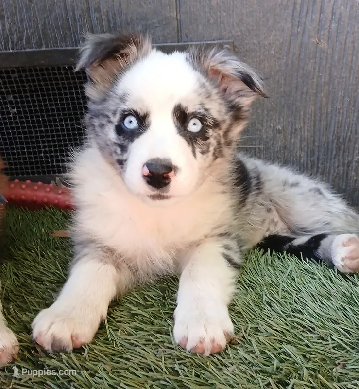 little bandit, a female Miniature Australian Shepherd for sale in Penn Valley, CA – 1 of 4