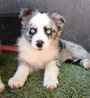 little bandit, a female Miniature Australian Shepherd for sale in Penn Valley, CA – 1 of 4