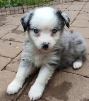 Harley, a male Miniature Australian Shepherd for sale in Penn Valley, CA – 9 of 10