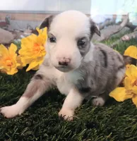 Harley, a male Miniature Australian Shepherd for sale in Penn Valley, CA – Photo 3 of 4
