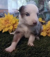 Harley, a male Miniature Australian Shepherd for sale in Penn Valley, CA – Photo 2 of 4
