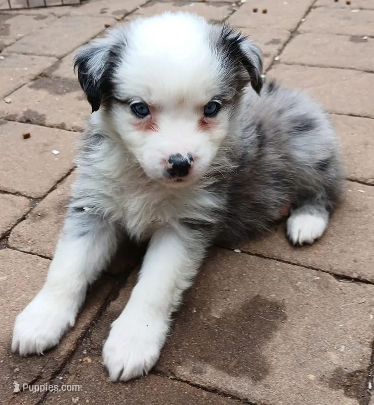 Harley – Miniature Australian Shepherd puppy for sale in Penn Valley, CA