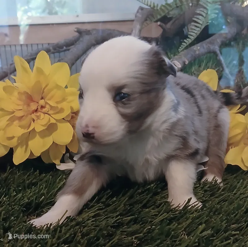 Harley – Miniature Australian Shepherd puppy for sale in Penn Valley, CA