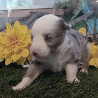 Harley, a male Miniature Australian Shepherd for sale in Penn Valley, CA – Photo 1 of 4