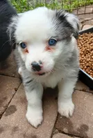 Harley, a male Miniature Australian Shepherd for sale in Penn Valley, CA – 8 of 10