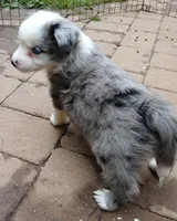 Harley, a male Miniature Australian Shepherd for sale in Penn Valley, CA – 10 of 10