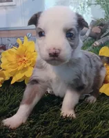 Harley, a male Miniature Australian Shepherd for sale in Penn Valley, CA – Photo 4 of 4