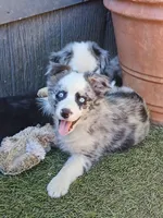 little bandit, a female Miniature Australian Shepherd for sale in Penn Valley, CA – 3 of 4