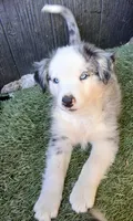Harley, a male Miniature Australian Shepherd for sale in Penn Valley, CA – 4 of 10