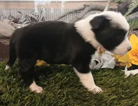 Sunny , a female Miniature Australian Shepherd for sale in Penn Valley, CA – Photo 2 of 3