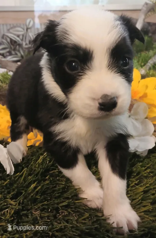 Sunny  – Miniature Australian Shepherd puppy for sale in Penn Valley, CA